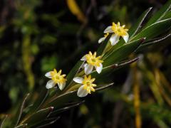 Struthiola ciliata (L.) Lam.