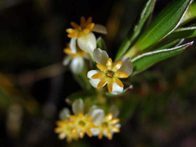 Struthiola ciliata (L.) Lam.