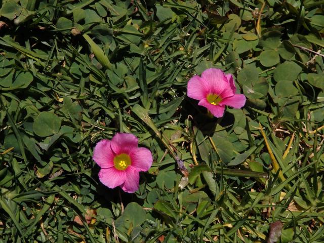 Šťavel (Oxalis purpurea L.)