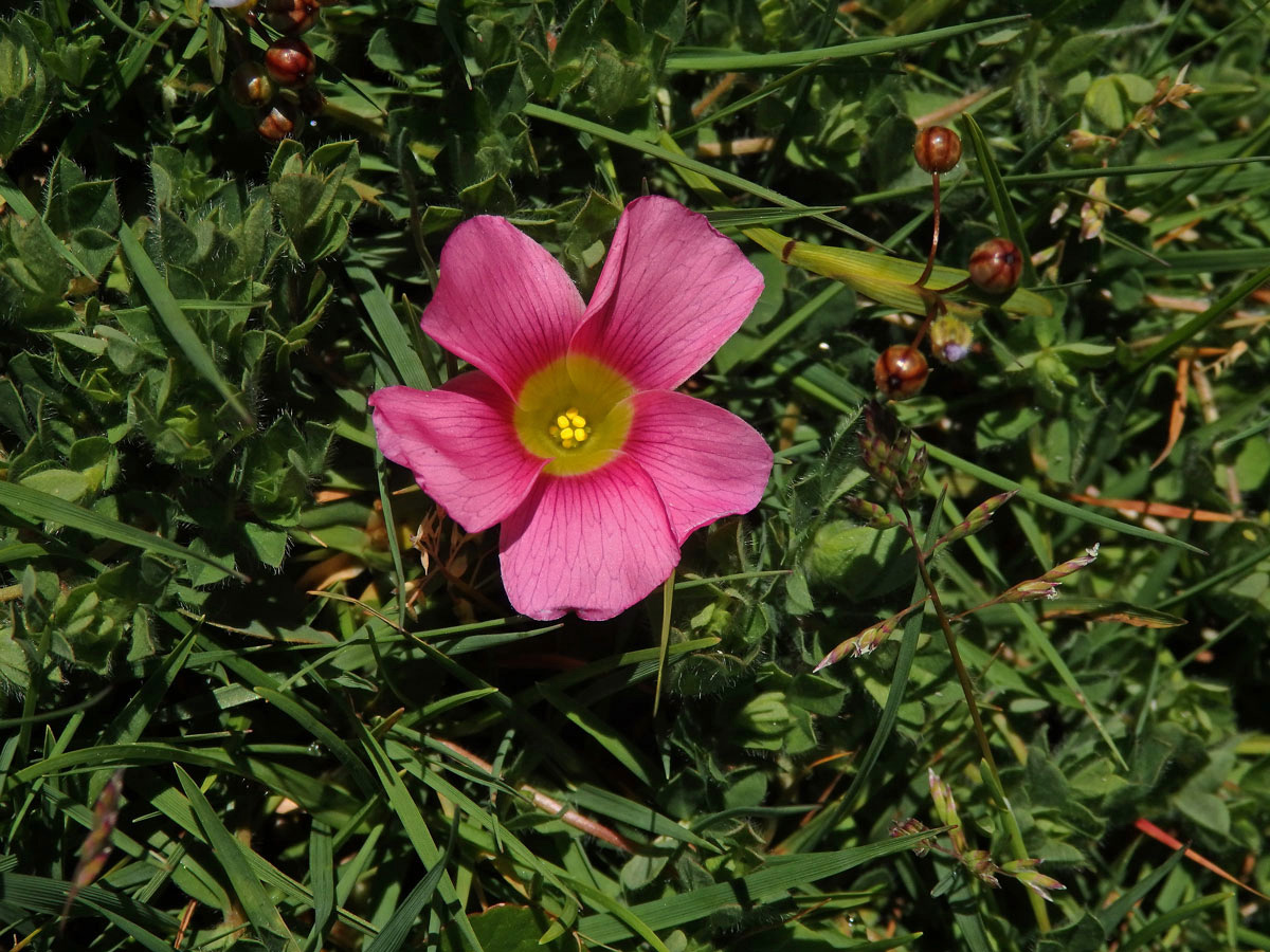 Šťavel (Oxalis purpurea L.)