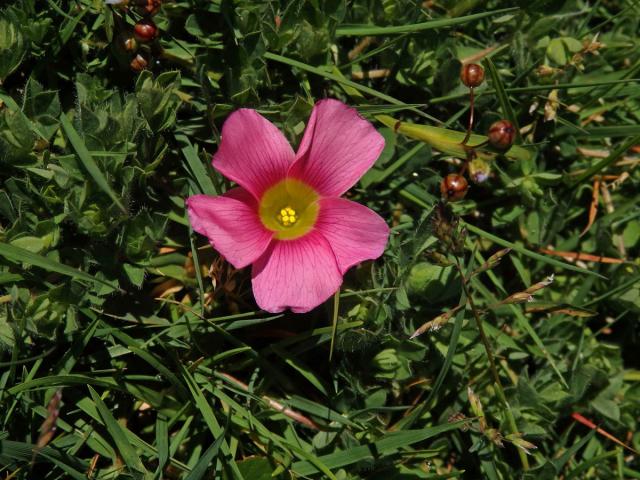 Šťavel (Oxalis purpurea L.)