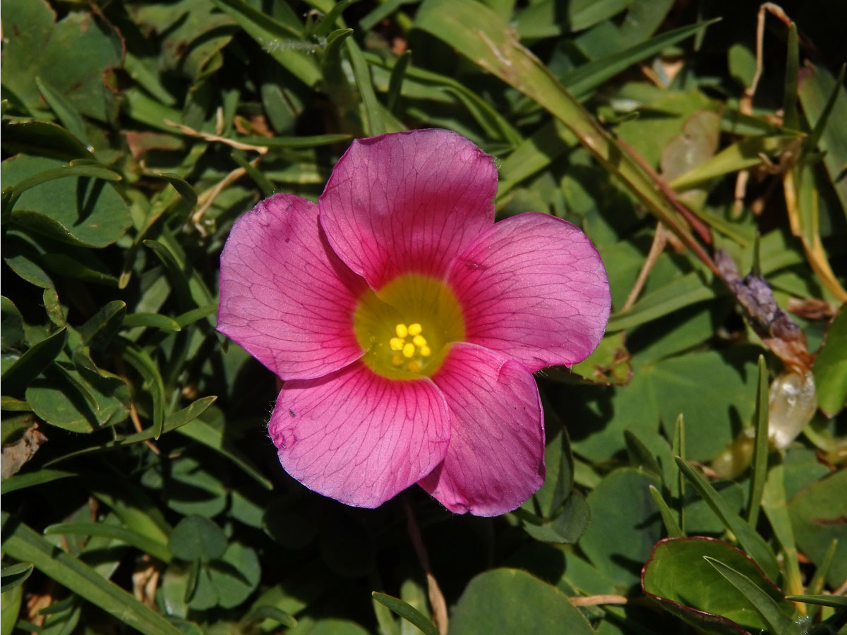 Šťavel (Oxalis purpurea L.)