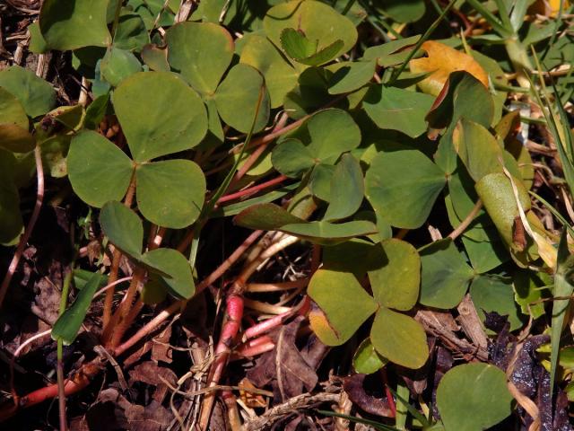 Šťavel (Oxalis purpurea L.)
