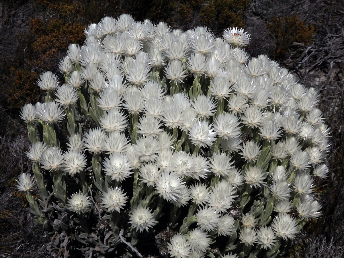 Syncarpha vestita (L.) B. Nord.