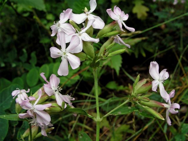 Mydlice lékařská (Saponaria officinalis L.)