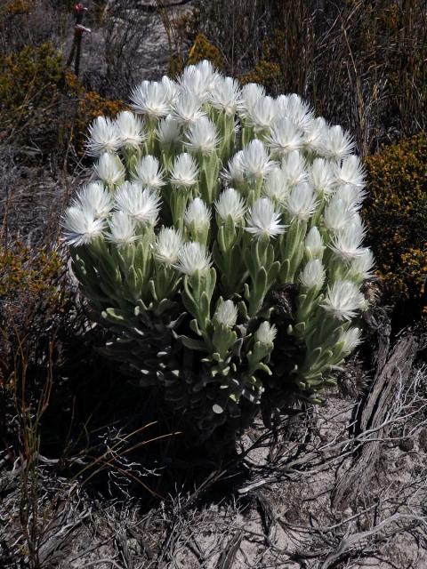 Syncarpha vestita (L.) B. Nord.