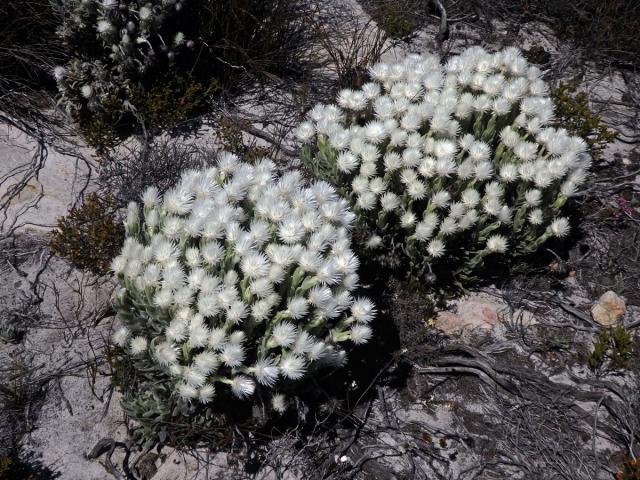 Syncarpha vestita (L.) B. Nord.