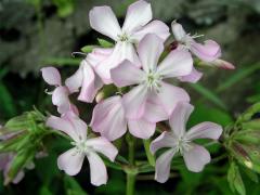 Mydlice lékařská (Saponaria officinalis L.)