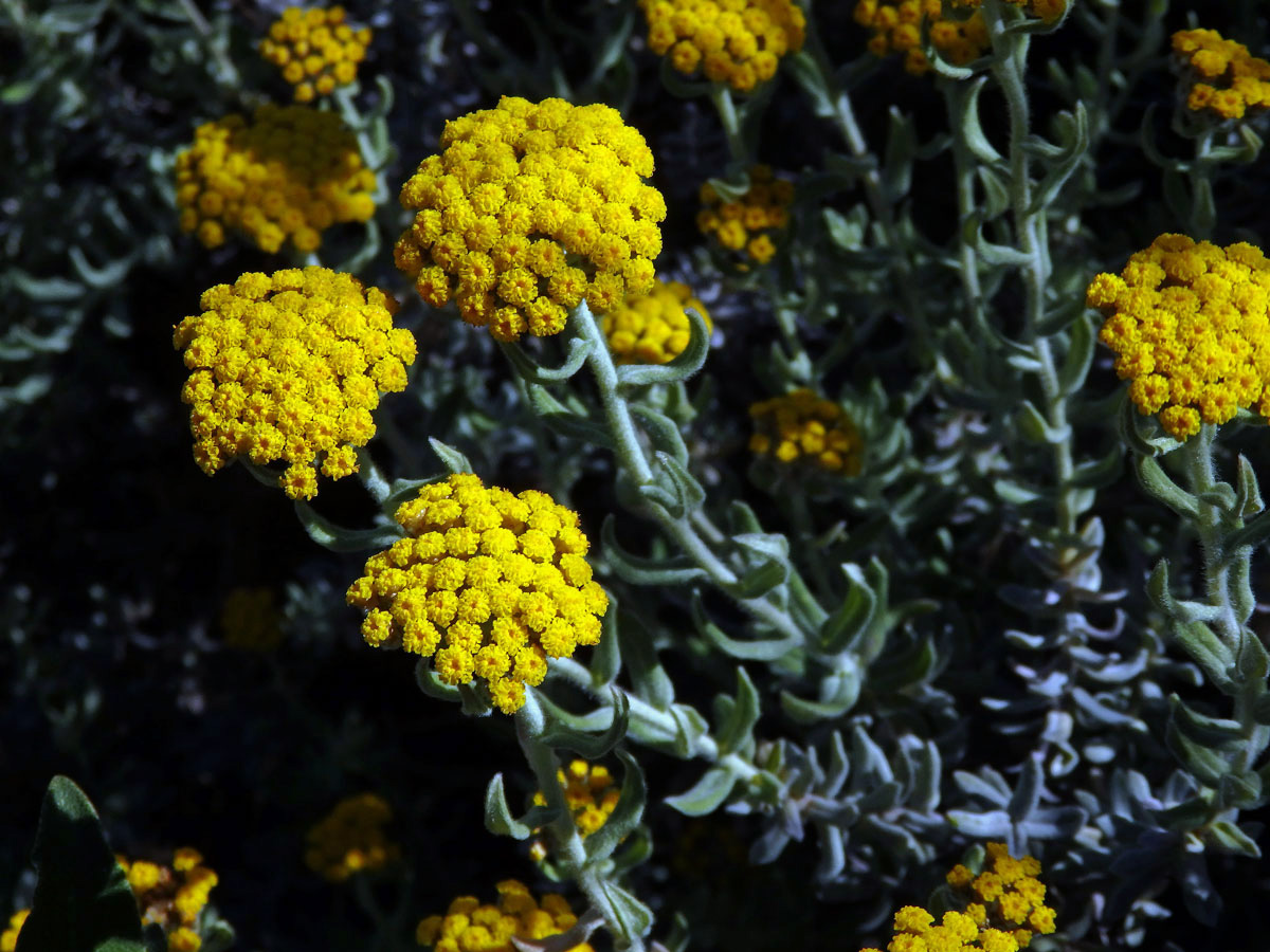 Smil (Helichrysum dasyanthum (Willd.) Sweet)