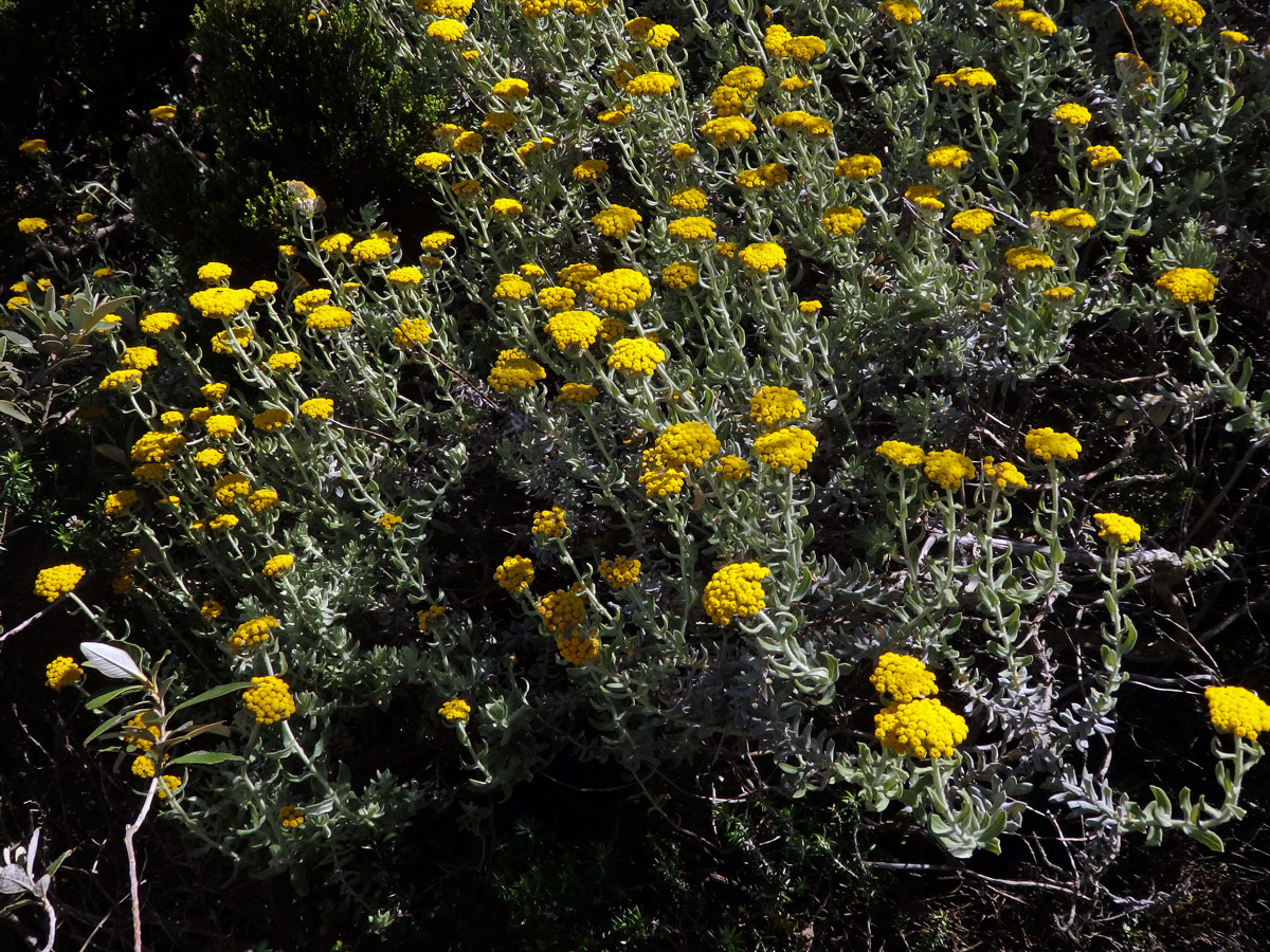 Smil (Helichrysum dasyanthum (Willd.) Sweet)