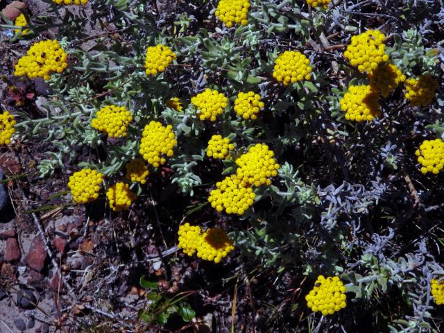 Smil (Helichrysum dasyanthum (Willd.) Sweet)