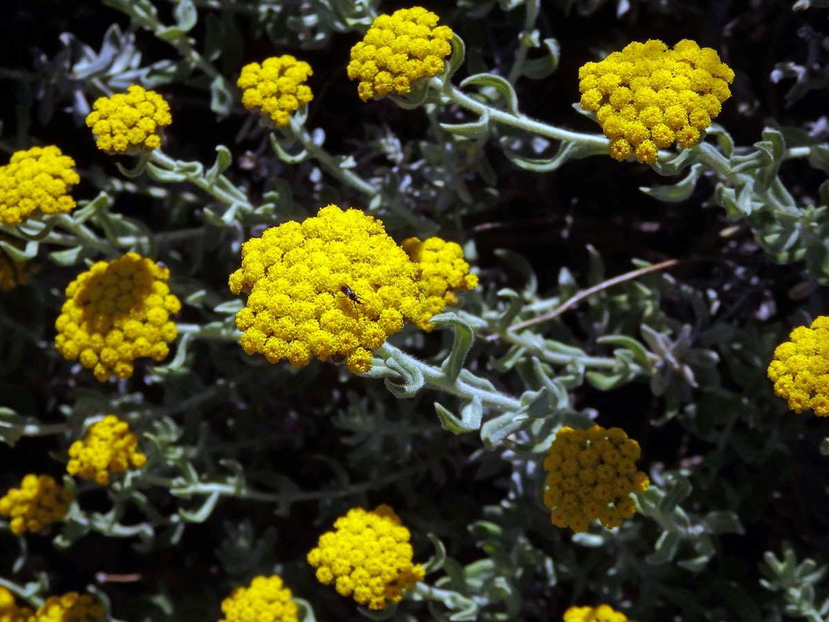 Smil (Helichrysum dasyanthum (Willd.) Sweet)