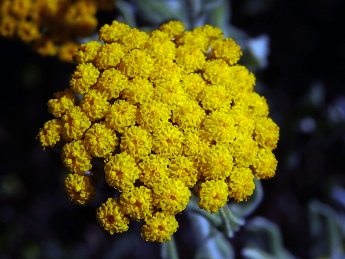 Smil (Helichrysum dasyanthum (Willd.) Sweet)