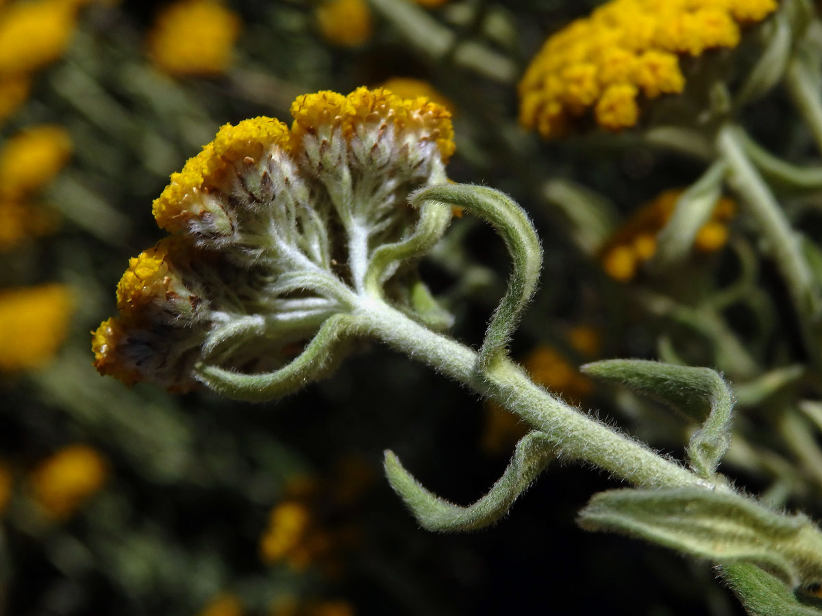 Smil (Helichrysum dasyanthum (Willd.) Sweet)