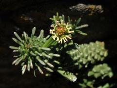 Pryšec (Euphorbia caput-medusae L.)    