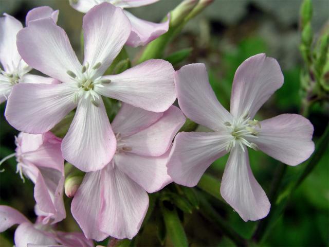 Mydlice lékařská (Saponaria officinalis L.)