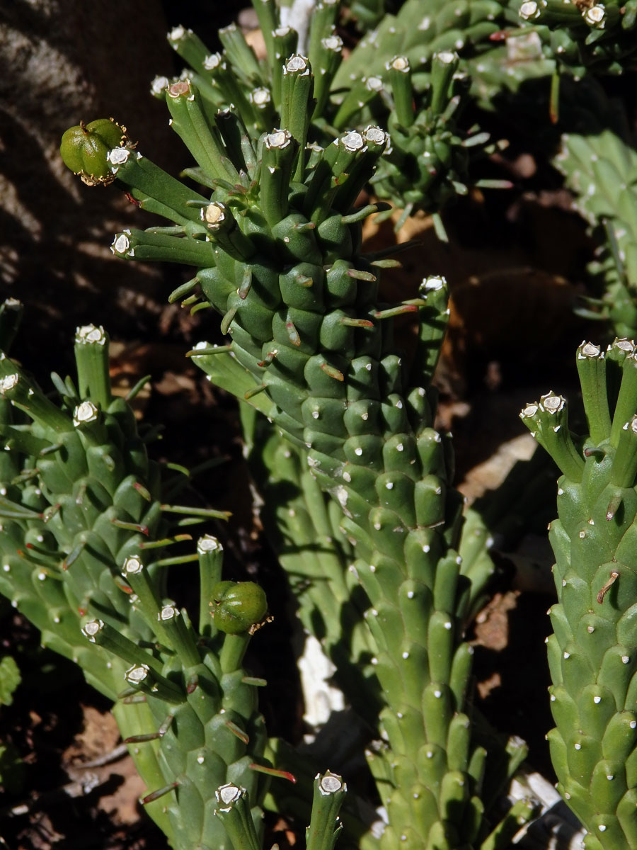 Pryšec (Euphorbia caput-medusae L.)