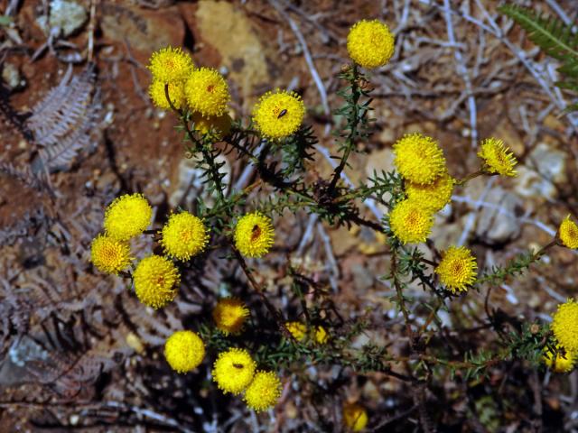 Chrysocoma coma-aurea L.