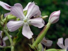 Mydlice lékařská (Saponaria officinalis L.)