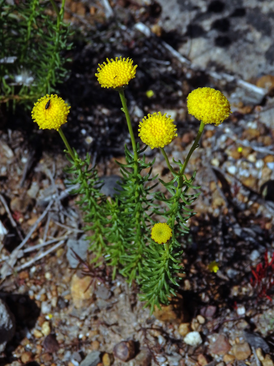 Chrysocoma coma-aurea L.