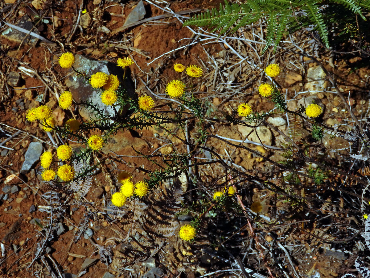 Chrysocoma coma-aurea L.