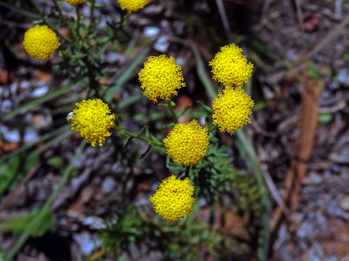 Chrysocoma coma-aurea L.