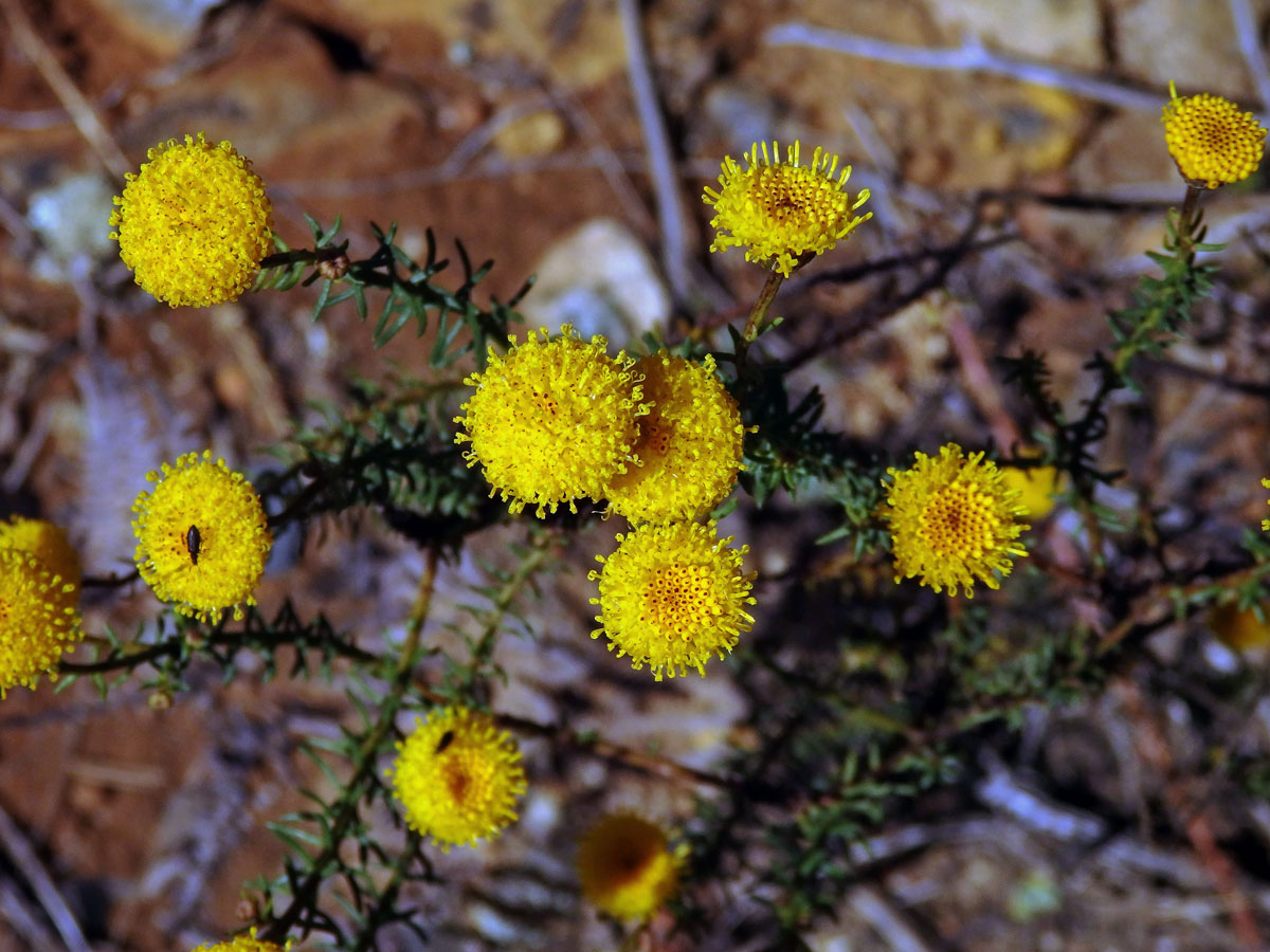 Chrysocoma coma-aurea L.