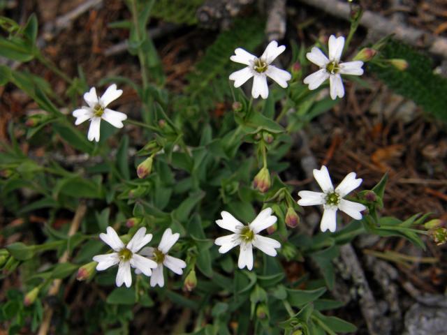 Silenka skalní (Silene rupestris L.)