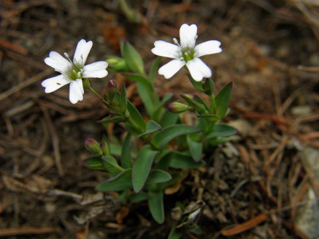 Silenka skalní (Silene rupestris L.)