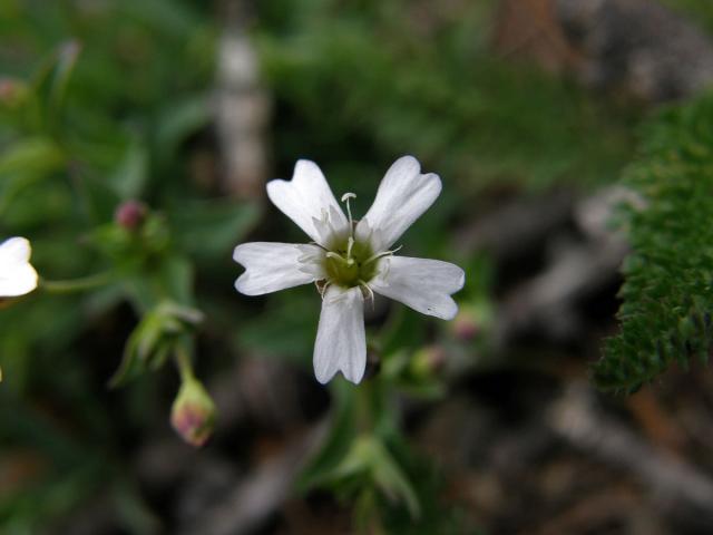 Silenka skalní (Silene rupestris L.)