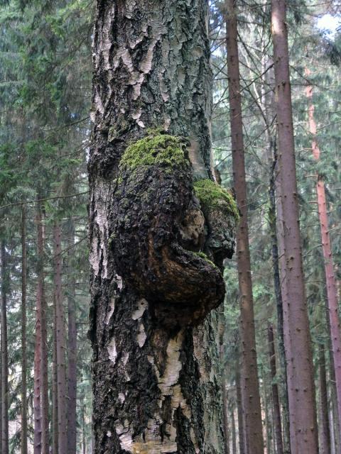 Nádor na bříze bělokoré (Betula pendula Roth) (68)