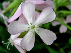 Mydlice lékařská (Saponaria officinalis L.)