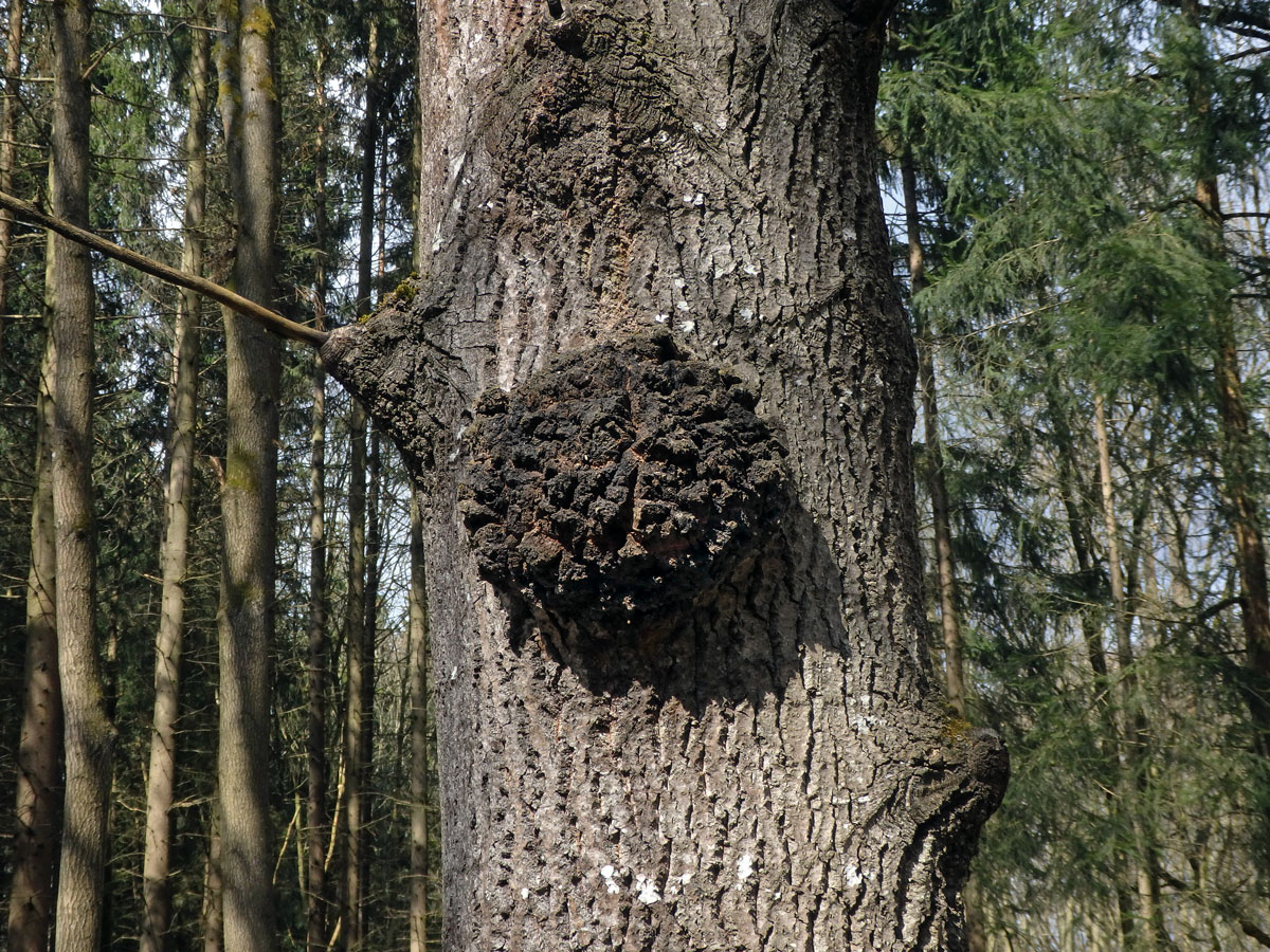 Topol osika (Populus tremula L.) s nádorem na kmeni (10)