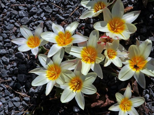 Tulipán Fosterův (Tulipa fosteriana W. Irving)