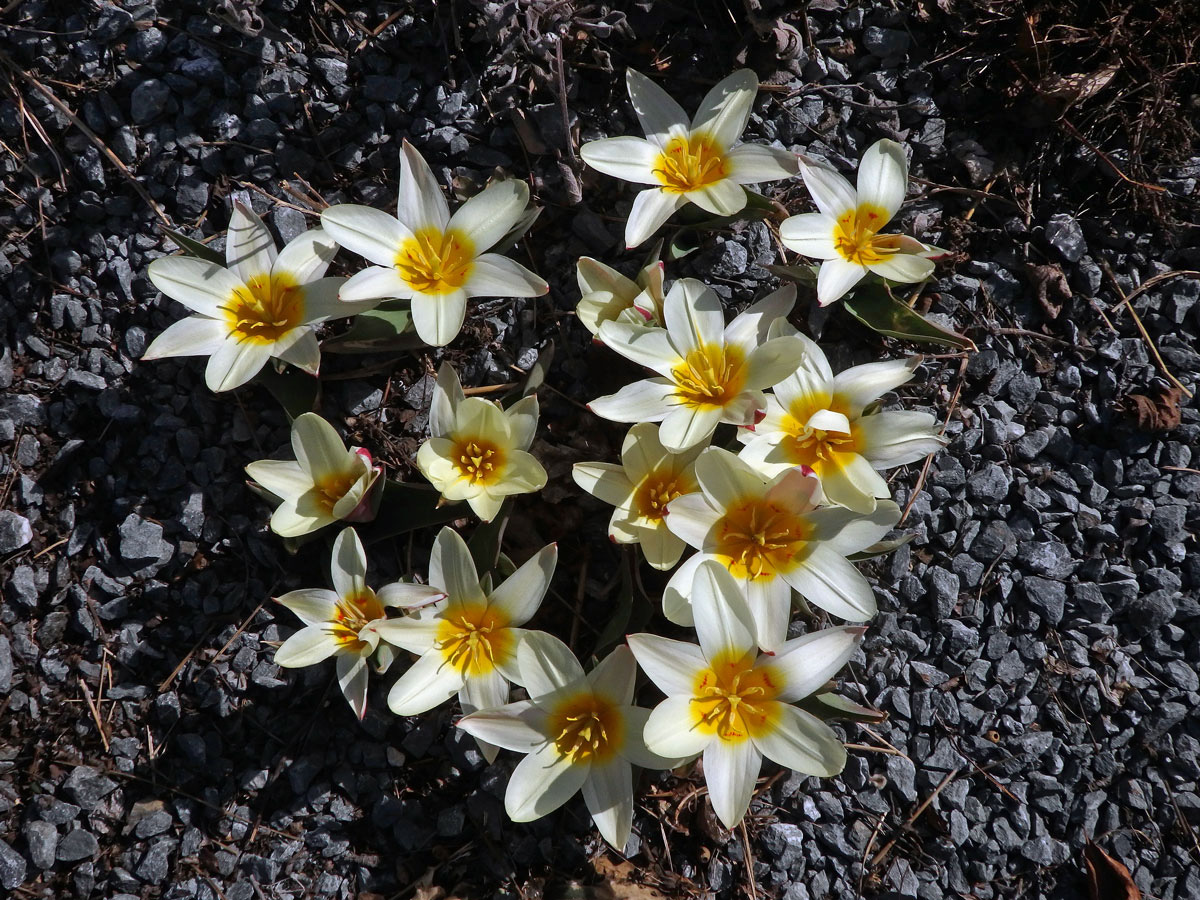 Tulipán Fosterův (Tulipa fosteriana W. Irving)