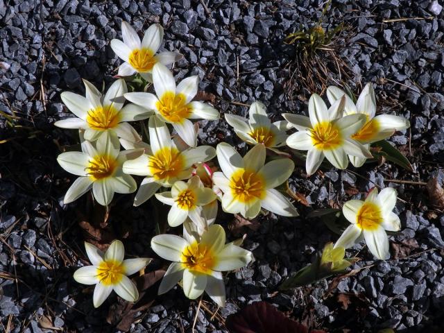 Tulipán Fosterův (Tulipa fosteriana W. Irving)