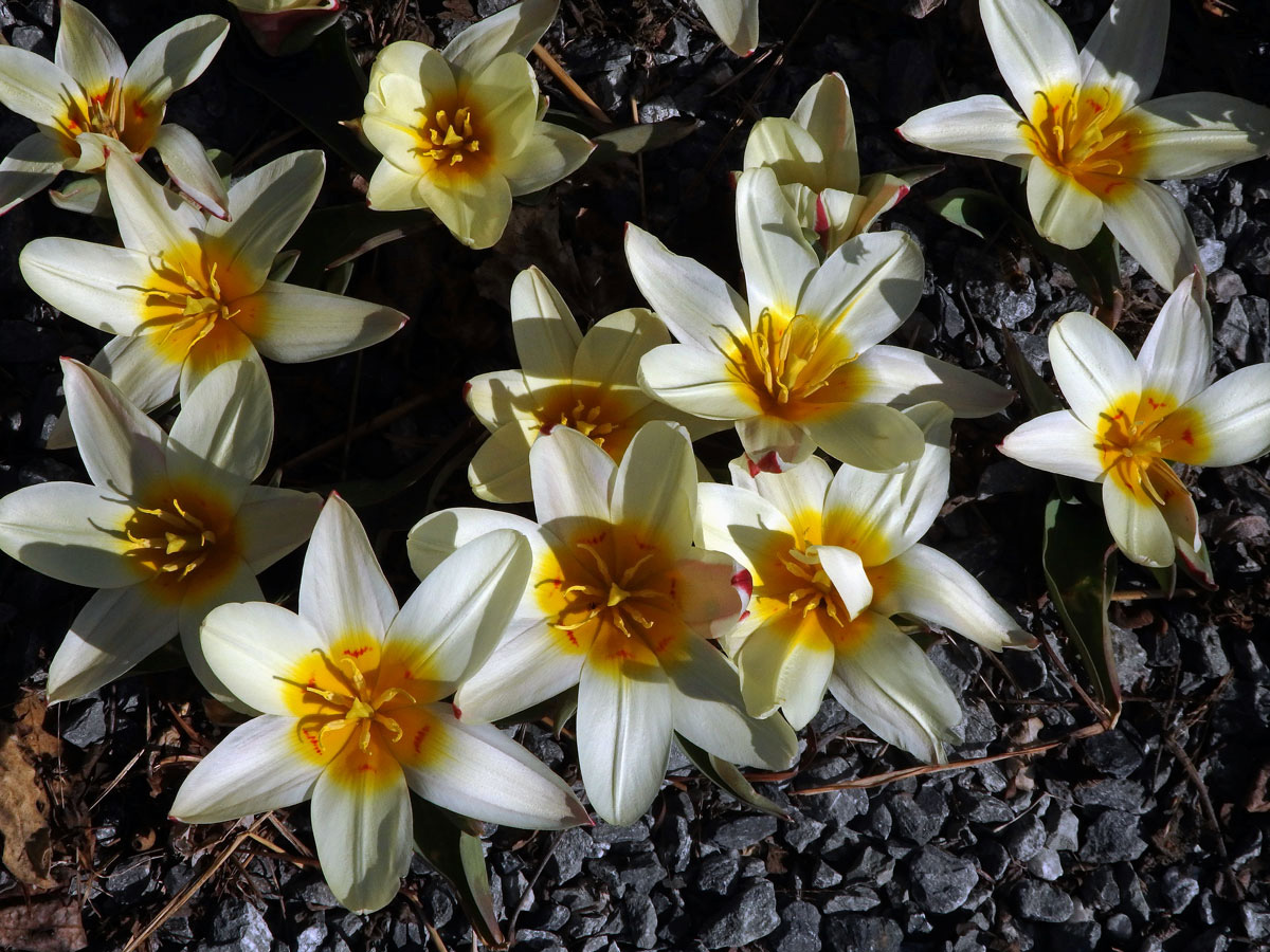 Tulipán Fosterův (Tulipa fosteriana W. Irving)