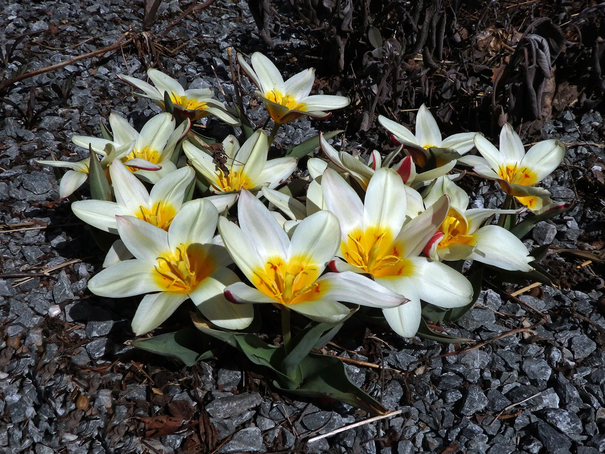 Tulipán Fosterův (Tulipa fosteriana W. Irving)