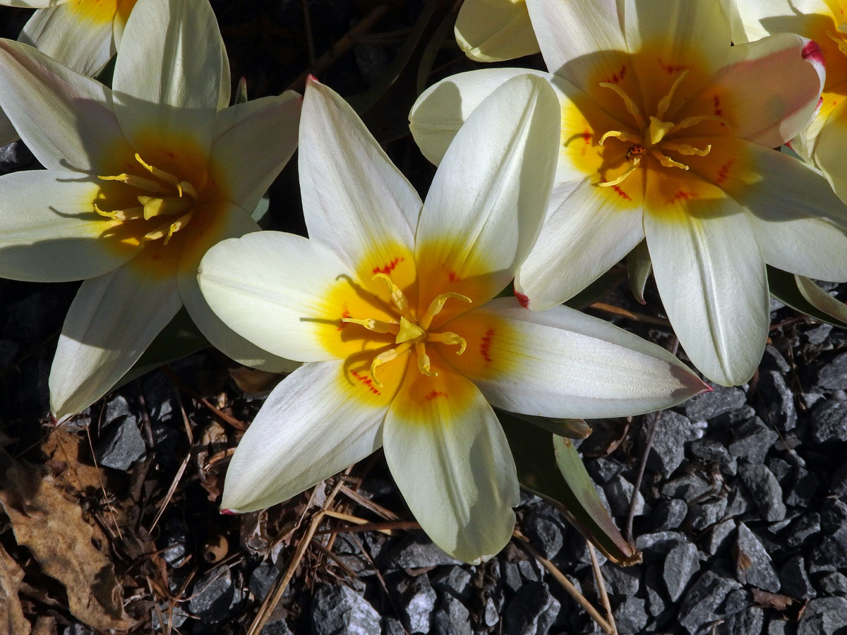 Tulipán Fosterův (Tulipa fosteriana W. Irving)