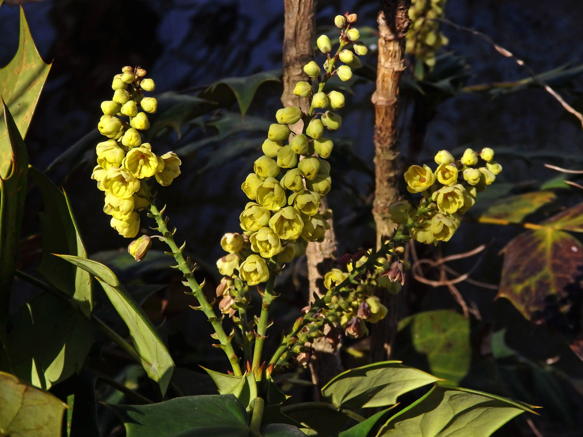 Mahónie (Mahonia bealei (Fort.) Carr.)