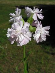 Mydlice lékařská (Saponaria officinalis L.)