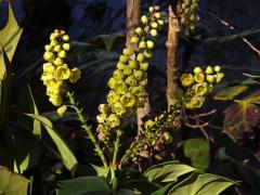 Mahónie (Mahonia bealei (Fort.) Carr.)    