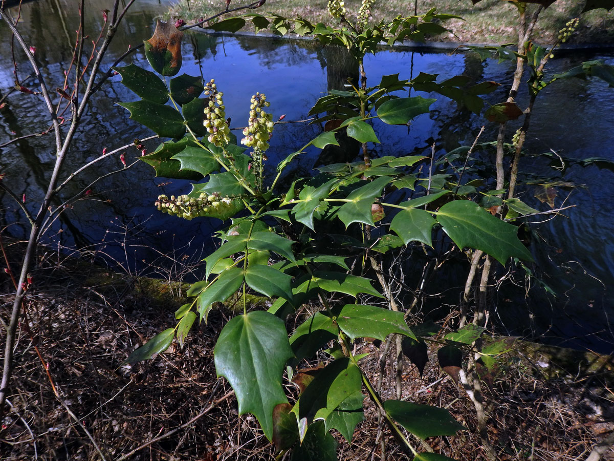 Mahónie (Mahonia bealei (Fort.) Carr.)