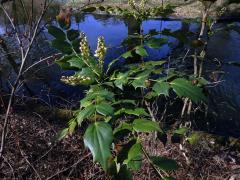 Mahónie (Mahonia bealei (Fort.) Carr.)