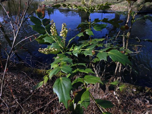 Mahónie (Mahonia bealei (Fort.) Carr.)