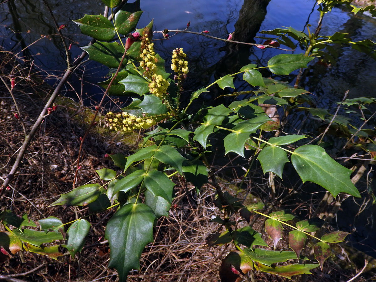 Mahónie (Mahonia bealei (Fort.) Carr.)