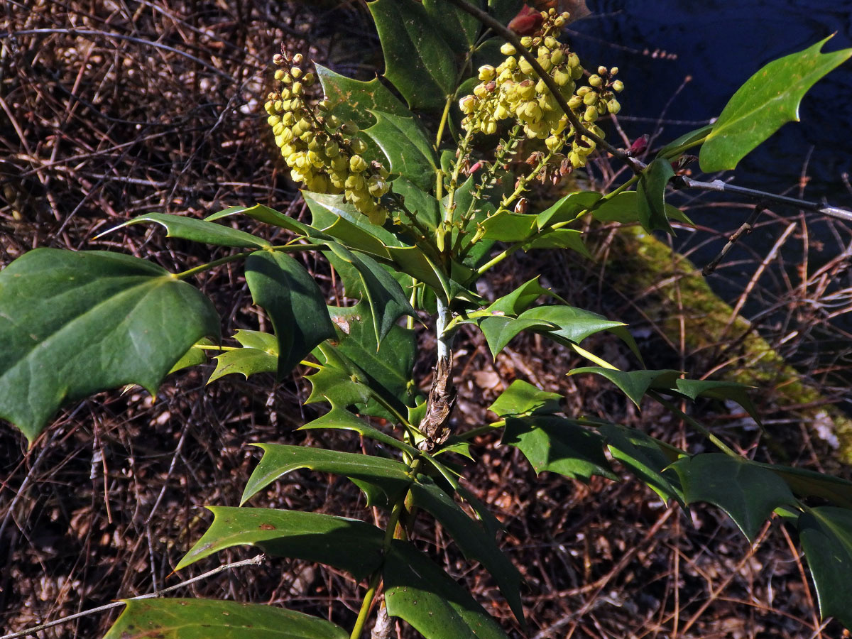 Mahónie (Mahonia bealei (Fort.) Carr.)