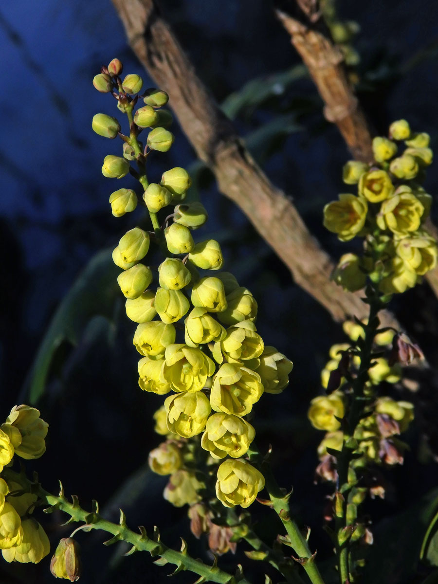 Mahónie (Mahonia bealei (Fort.) Carr.)