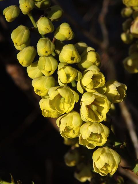 Mahónie (Mahonia bealei (Fort.) Carr.)