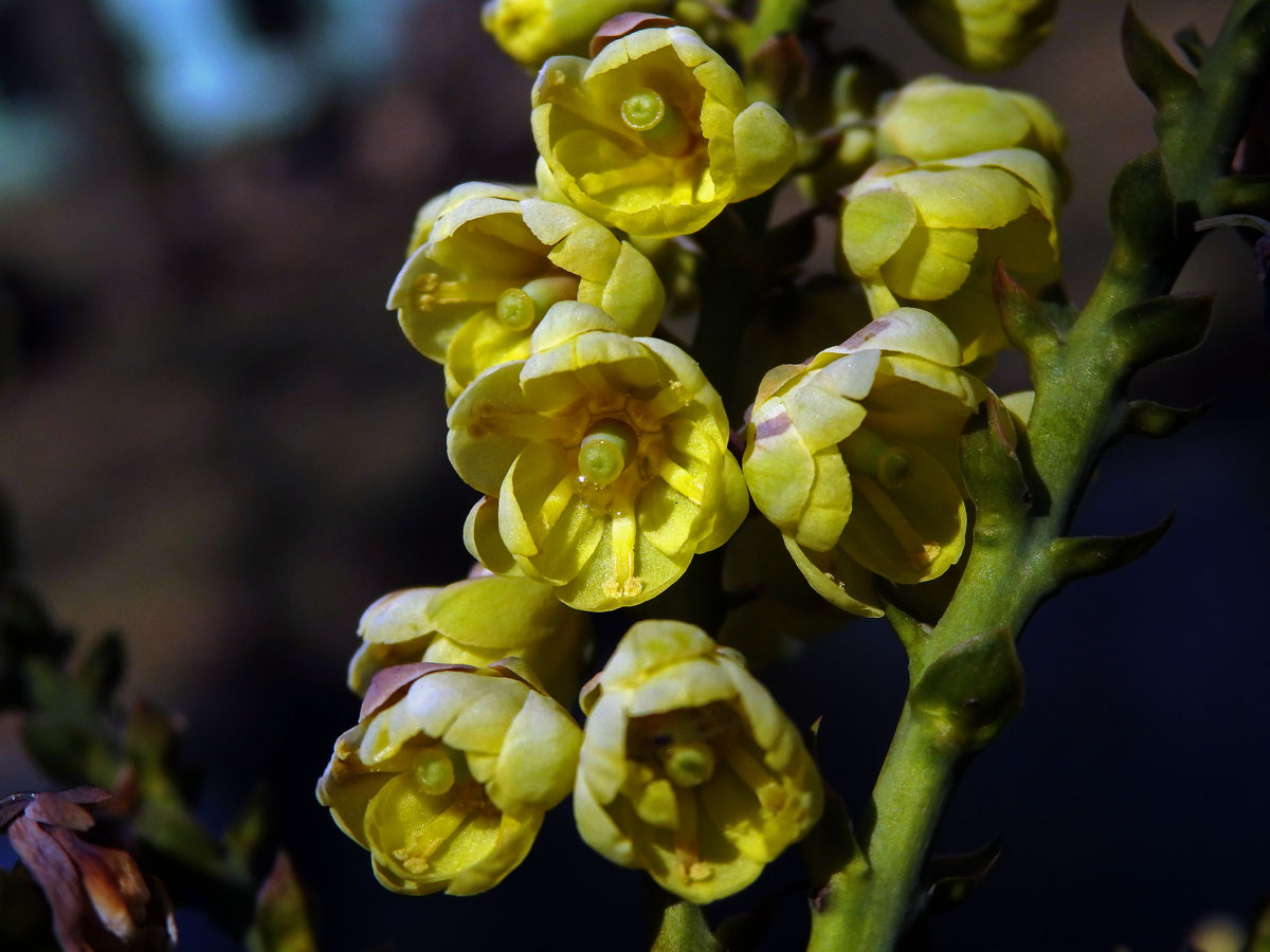 Mahónie (Mahonia bealei (Fort.) Carr.)